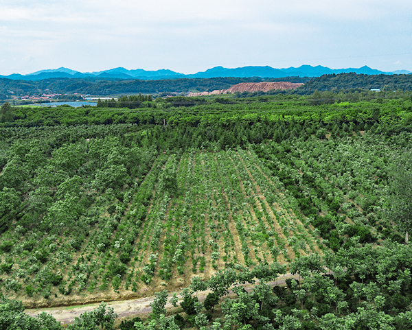 东北红豆杉 东北红豆杉