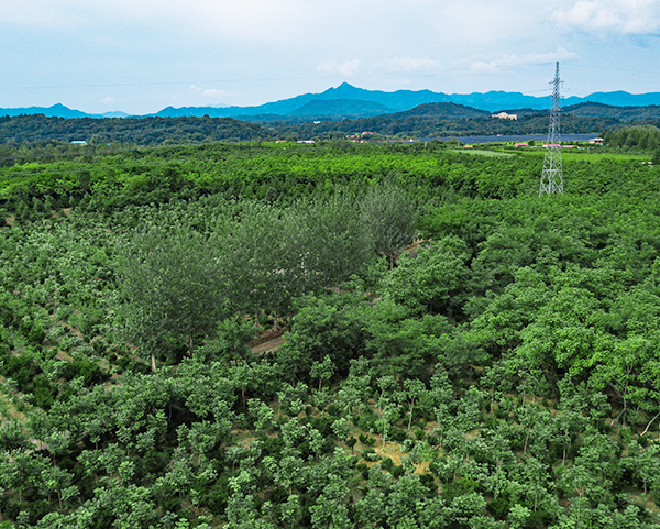 东北红豆杉繁殖