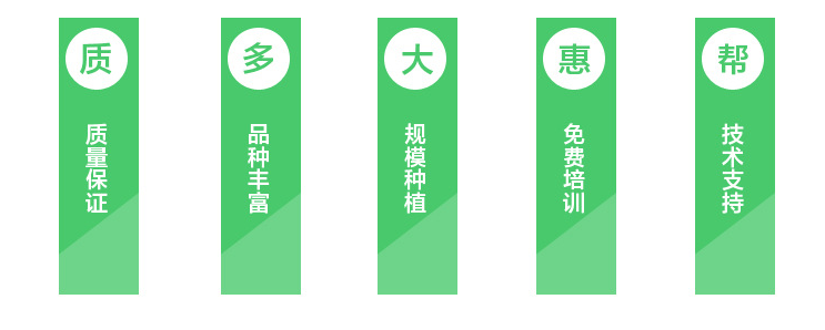 盆景红豆杉