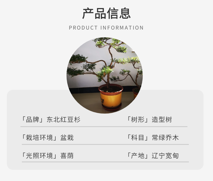 盆景红豆杉