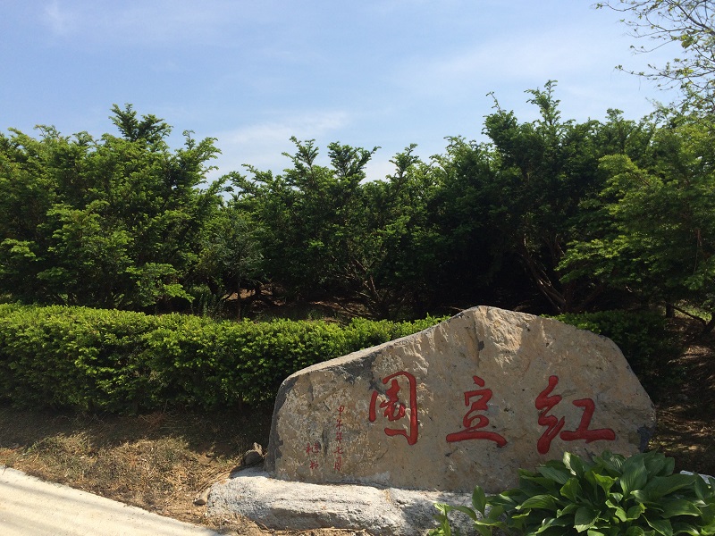 东北红豆杉繁育基地