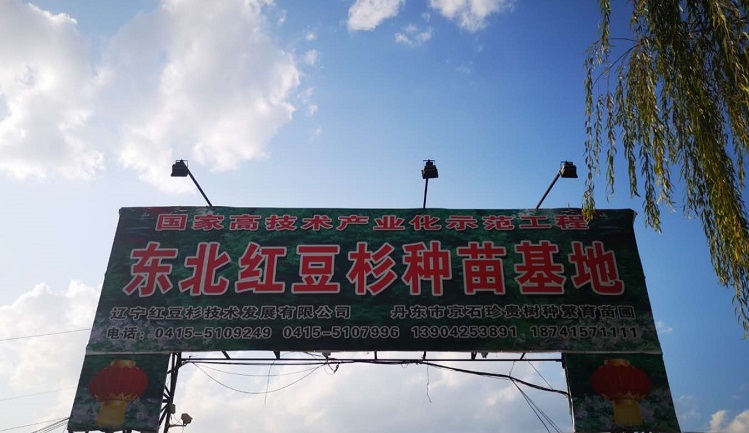 东北红豆杉种苗