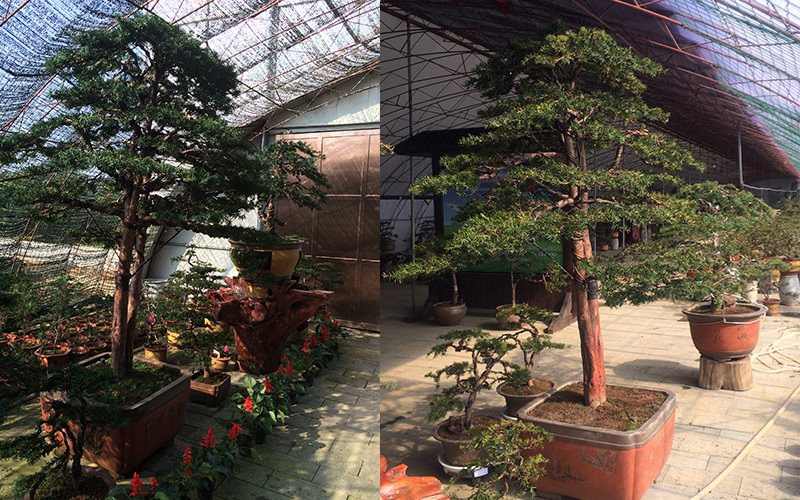 红豆杉盆景 红豆杉盆景