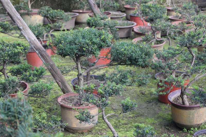 红豆杉盆景