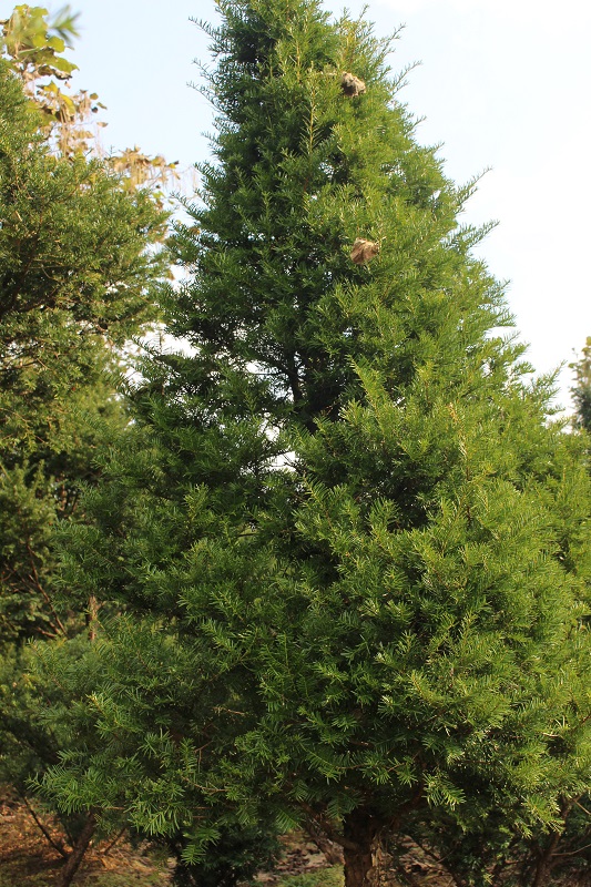 辽宁红豆杉基地