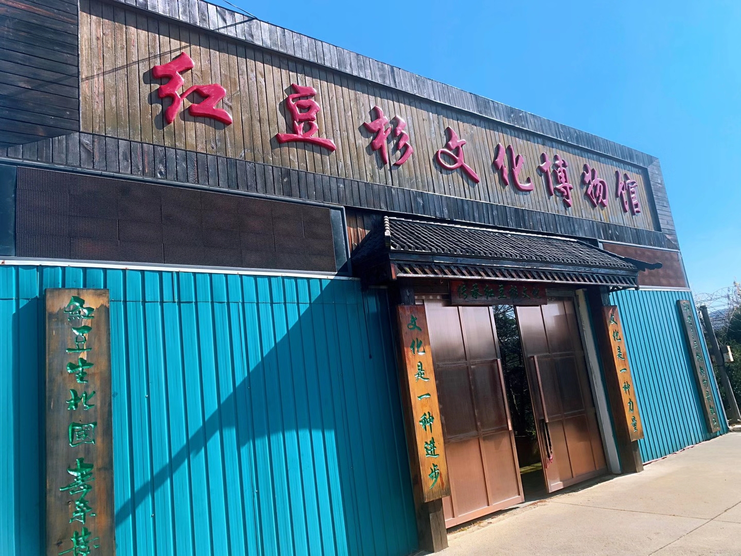 红豆杉盆景