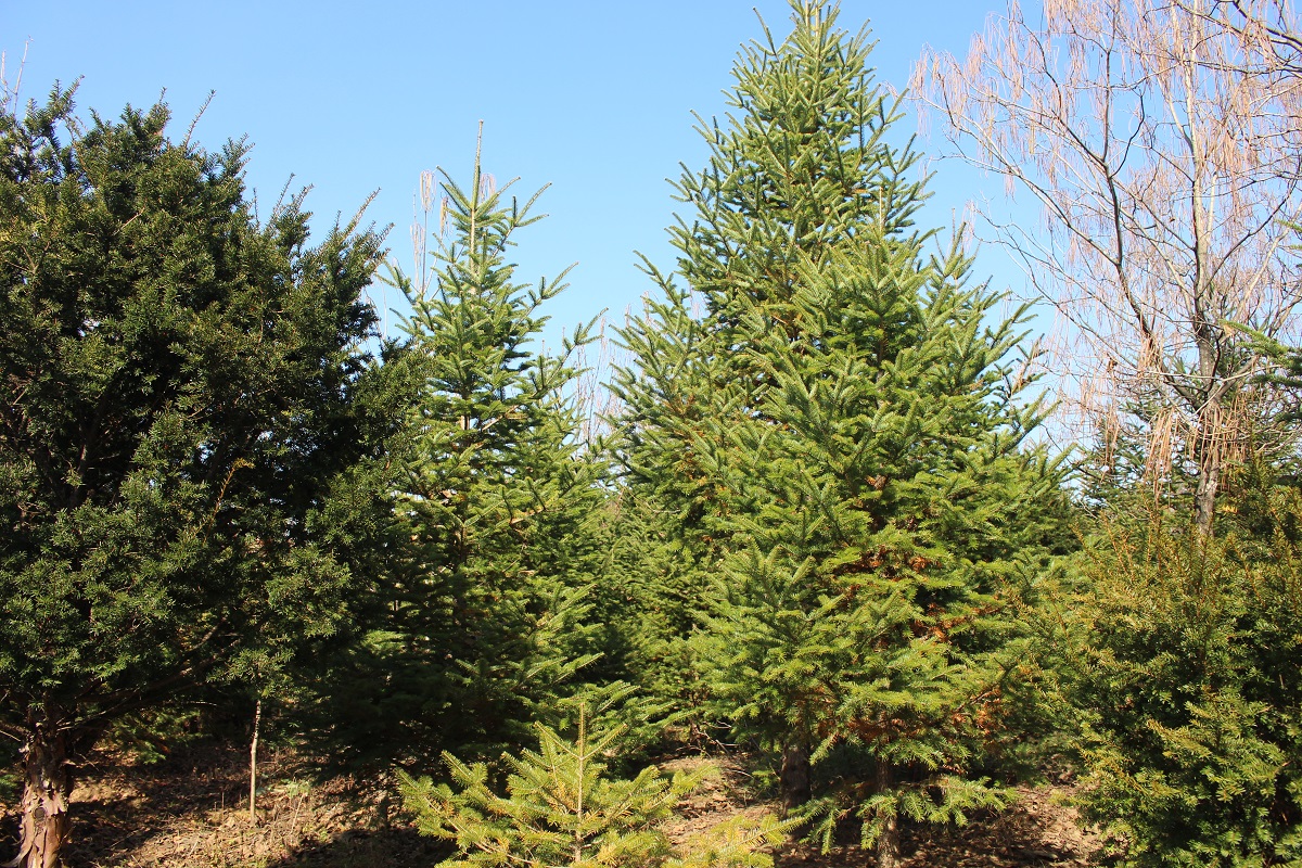 红豆杉大树 红豆杉大树