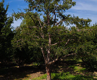 红豆杉大树造型