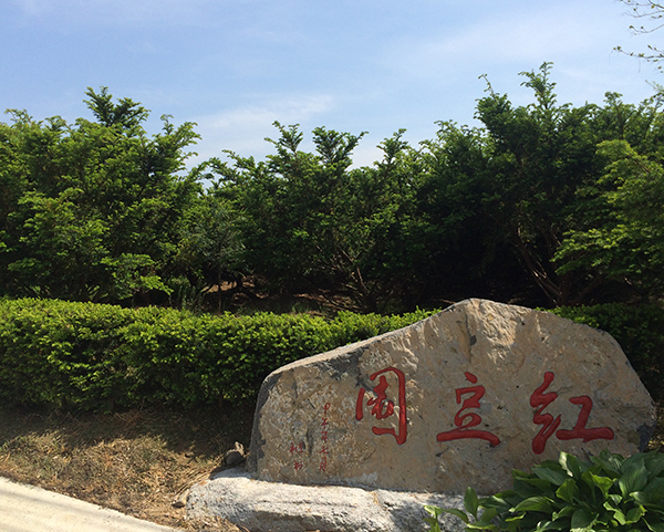红豆杉基地
