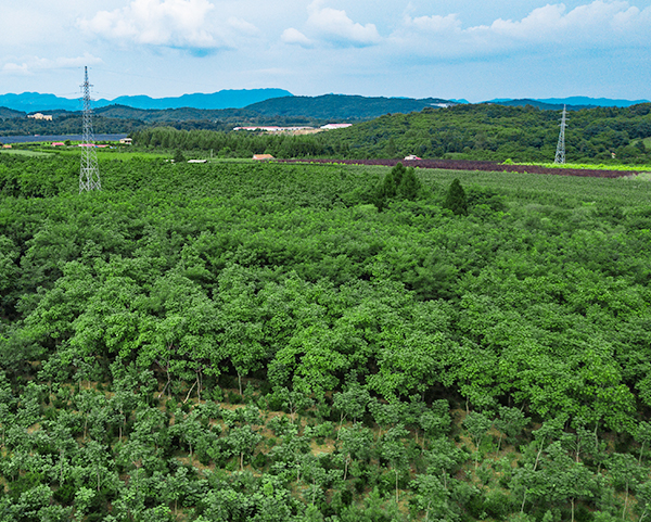 红豆杉基地