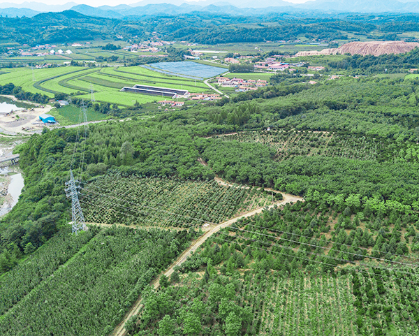红豆杉繁育基地