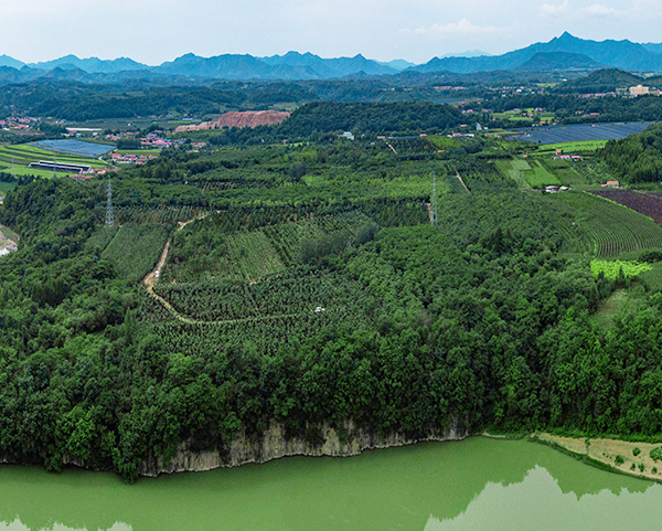 东北红豆杉基地