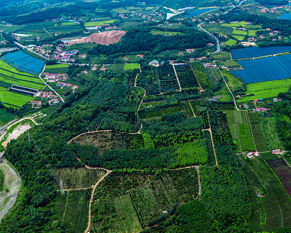 东北红豆杉繁育基地