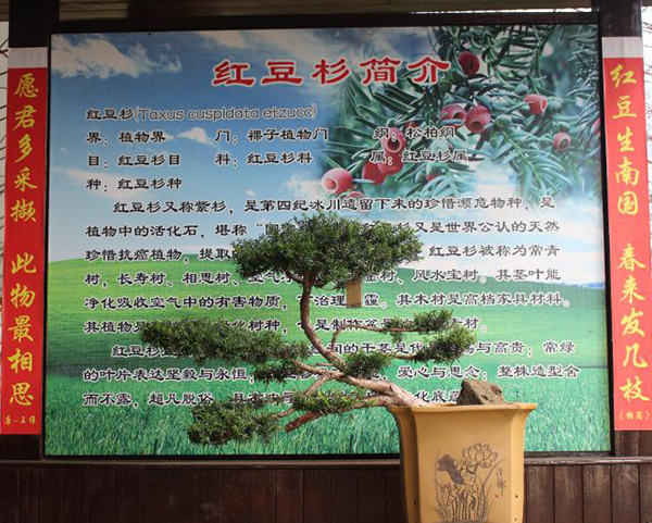红豆杉文化博物馆内景