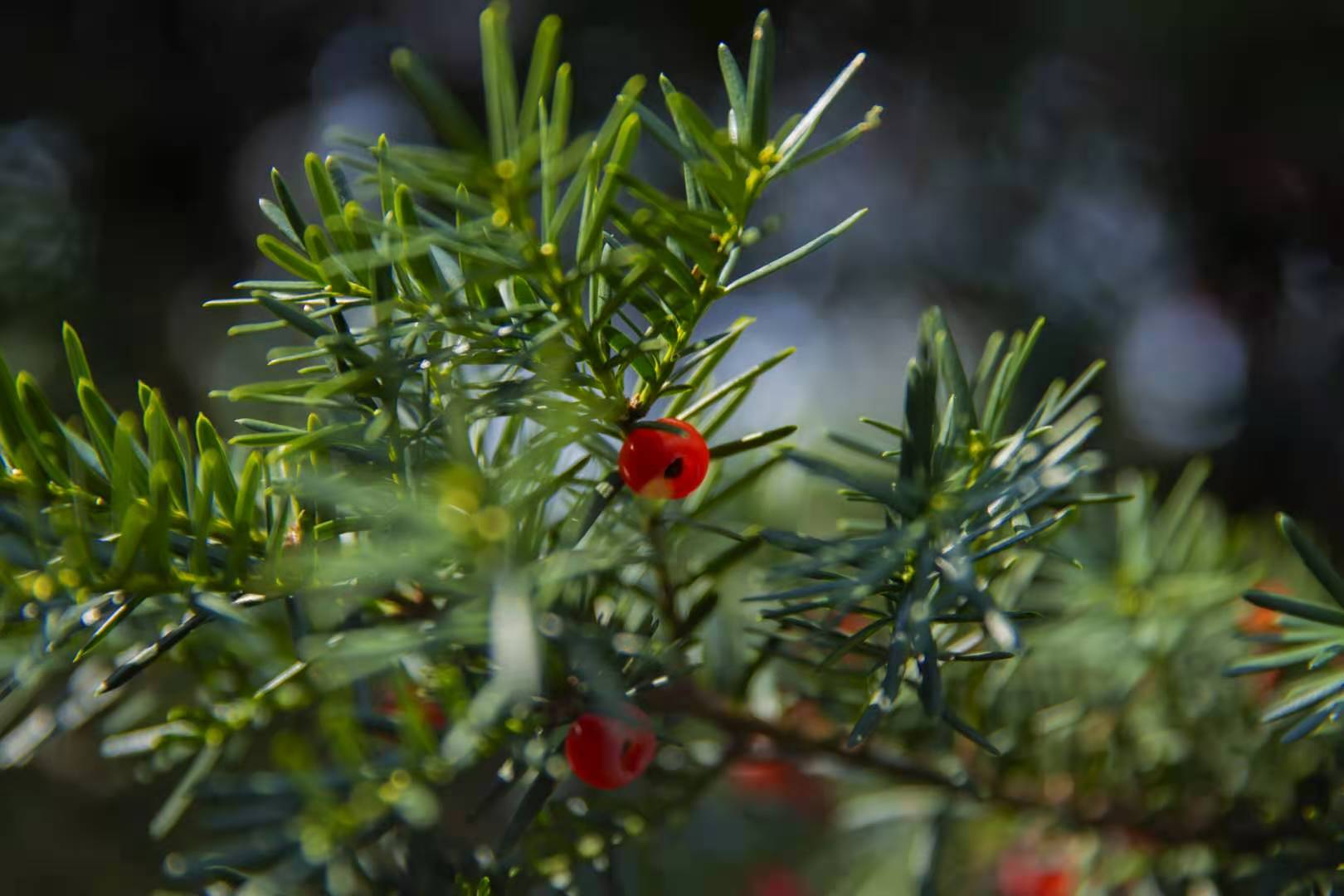集多种开发利用价值于一体的濒危野生植物——南方红豆杉 - 知乎