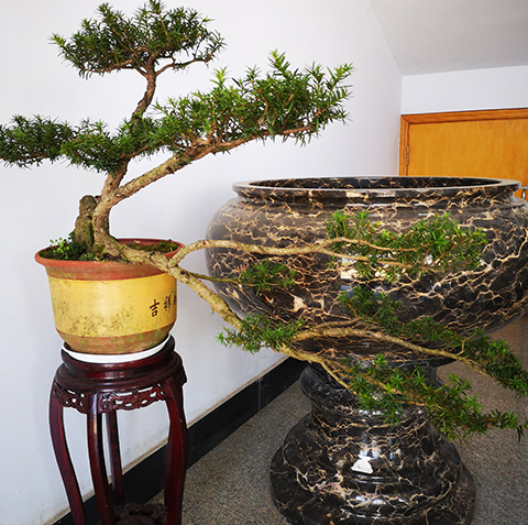 盆景红豆杉 盆景红豆杉