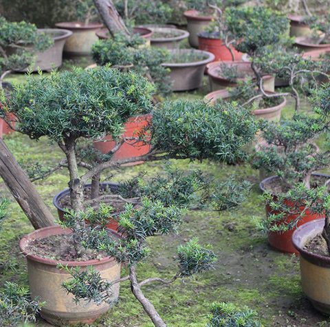 红豆杉盆景 红豆杉盆景