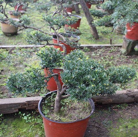 盆景红豆杉 盆景红豆杉