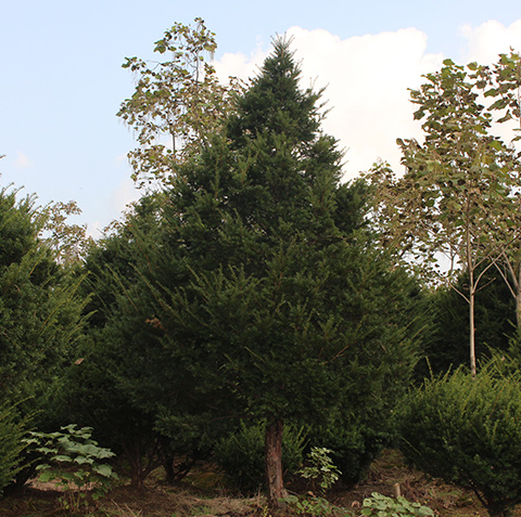 东北红豆杉 东北红豆杉