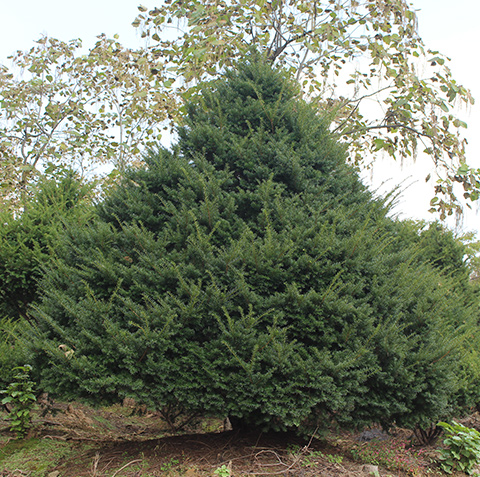 东北红豆杉 东北红豆杉