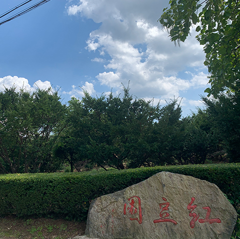 东北红豆杉 东北红豆杉