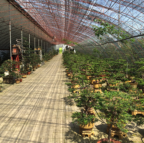 盆景红豆杉 盆景红豆杉