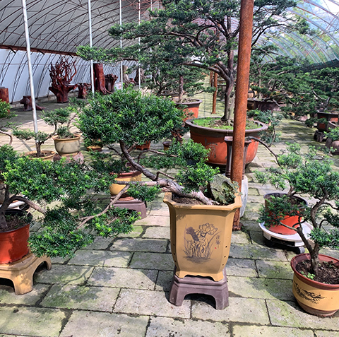 盆景红豆杉 盆景红豆杉