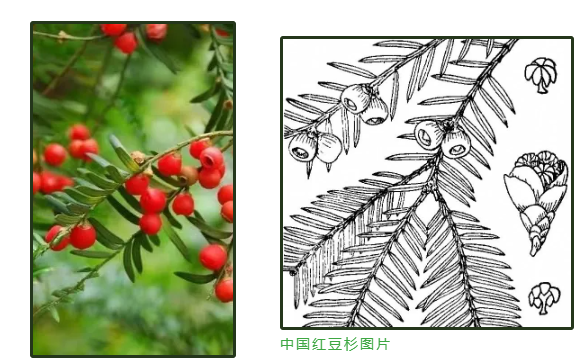 中国红豆杉